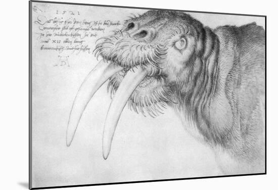 Albrecht Durer (Head of a walrus)-null-Mounted Poster