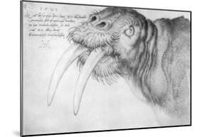 Albrecht Durer (Head of a walrus)-null-Mounted Poster