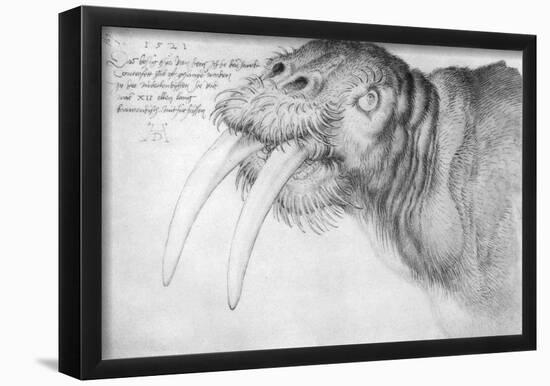 Albrecht Durer (Head of a walrus)-null-Framed Poster