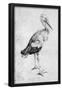 Albrecht Durer (Storch) Art Poster Print-null-Framed Poster