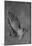 Albrecht Durer (Study on the "Heller-Altar": hands of an apostle) Art Poster Print-null-Mounted Poster