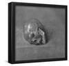 Albrecht Durer (Study on the "St. Jerome ": skull) Art Poster Print-null-Framed Poster