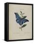 Album Donovan : an epitome of the natural history of insects in China-Edward Donovan-Framed Stretched Canvas