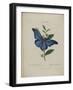 Album Donovan : an epitome of the natural history of insects in China-Edward Donovan-Framed Giclee Print