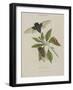 Album Donovan : an epitome of the natural history of insects in China-Edward Donovan-Framed Giclee Print