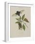 Album Donovan : an epitome of the natural history of insects in China-Edward Donovan-Framed Giclee Print