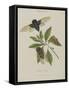 Album Donovan : an epitome of the natural history of insects in China-Edward Donovan-Framed Stretched Canvas