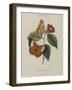 Album Donovan : an epitome of the natural history of insects in China-Edward Donovan-Framed Giclee Print