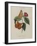 Album Donovan : an epitome of the natural history of insects in China-Edward Donovan-Framed Giclee Print