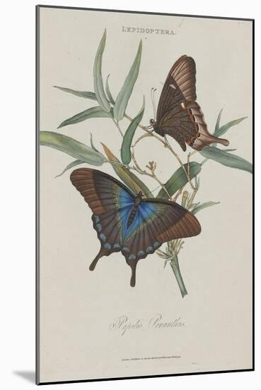 Album Donovan : an epitome of the natural history of insects in China-Edward Donovan-Mounted Giclee Print