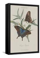 Album Donovan : an epitome of the natural history of insects in China-Edward Donovan-Framed Stretched Canvas