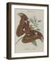 Album Donovan : an epitome of the natural history of insects in China-Edward Donovan-Framed Giclee Print