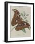 Album Donovan : an epitome of the natural history of insects in China-Edward Donovan-Framed Giclee Print