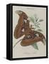 Album Donovan : an epitome of the natural history of insects in China-Edward Donovan-Framed Stretched Canvas