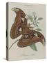 Album Donovan : an epitome of the natural history of insects in China-Edward Donovan-Stretched Canvas