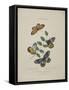 Album Donovan : an epitome of the natural history of insects in China-Edward Donovan-Framed Stretched Canvas