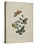 Album Donovan : an epitome of the natural history of insects in China-Edward Donovan-Stretched Canvas