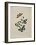 Album Donovan : an epitome of the natural history of insects in China-Edward Donovan-Framed Giclee Print