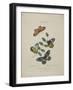 Album Donovan : an epitome of the natural history of insects in China-Edward Donovan-Framed Giclee Print