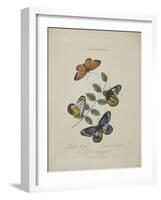 Album Donovan : an epitome of the natural history of insects in China-Edward Donovan-Framed Giclee Print