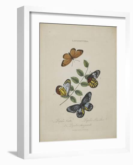 Album Donovan : an epitome of the natural history of insects in China-Edward Donovan-Framed Giclee Print