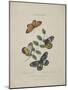 Album Donovan : an epitome of the natural history of insects in China-Edward Donovan-Mounted Giclee Print