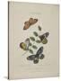 Album Donovan : an epitome of the natural history of insects in China-Edward Donovan-Stretched Canvas