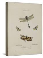 Album Donovan : an epitome of the natural history of insects in China-Edward Donovan-Stretched Canvas