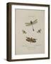 Album Donovan : an epitome of the natural history of insects in China-Edward Donovan-Framed Giclee Print