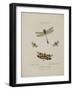 Album Donovan : an epitome of the natural history of insects in China-Edward Donovan-Framed Giclee Print