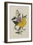 Album Donovan : an epitome of the natural history of insects in China-Edward Donovan-Framed Giclee Print