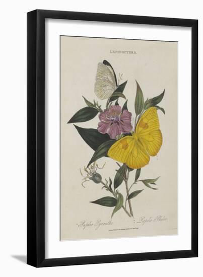 Album Donovan : an epitome of the natural history of insects in China-Edward Donovan-Framed Giclee Print