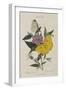 Album Donovan : an epitome of the natural history of insects in China-Edward Donovan-Framed Giclee Print