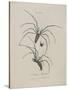 Album Donovan : an epitome of the natural history of insects in China-Edward Donovan-Stretched Canvas