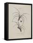 Album Donovan : an epitome of the natural history of insects in China-Edward Donovan-Framed Stretched Canvas