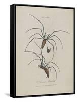 Album Donovan : an epitome of the natural history of insects in China-Edward Donovan-Framed Stretched Canvas