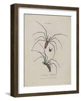 Album Donovan : an epitome of the natural history of insects in China-Edward Donovan-Framed Giclee Print