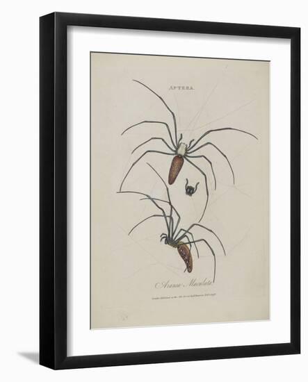 Album Donovan : an epitome of the natural history of insects in China-Edward Donovan-Framed Giclee Print