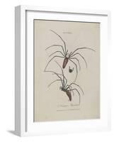 Album Donovan : an epitome of the natural history of insects in China-Edward Donovan-Framed Giclee Print