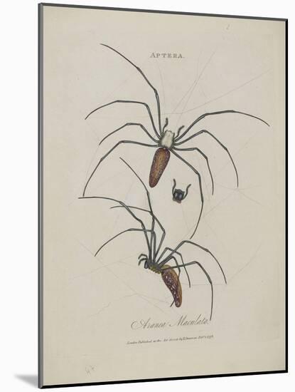 Album Donovan : an epitome of the natural history of insects in China-Edward Donovan-Mounted Giclee Print