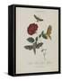 Album Donovan : an epitome of the natural history of insects in China-Edward Donovan-Framed Stretched Canvas