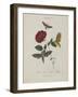 Album Donovan : an epitome of the natural history of insects in China-Edward Donovan-Framed Giclee Print