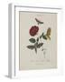 Album Donovan : an epitome of the natural history of insects in China-Edward Donovan-Framed Giclee Print