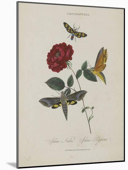 Album Donovan : an epitome of the natural history of insects in China-Edward Donovan-Mounted Giclee Print