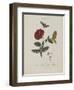 Album Donovan : an epitome of the natural history of insects in China-Edward Donovan-Framed Giclee Print