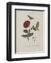 Album Donovan : an epitome of the natural history of insects in China-Edward Donovan-Framed Giclee Print