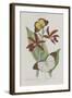 Album Donovan : an epitome of the natural history of insects in China-Edward Donovan-Framed Giclee Print