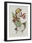 Album Donovan : an epitome of the natural history of insects in China-Edward Donovan-Framed Giclee Print