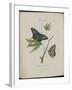 Album Donovan : an epitome of the natural history of insects in China-Edward Donovan-Framed Giclee Print