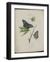 Album Donovan : an epitome of the natural history of insects in China-Edward Donovan-Framed Giclee Print